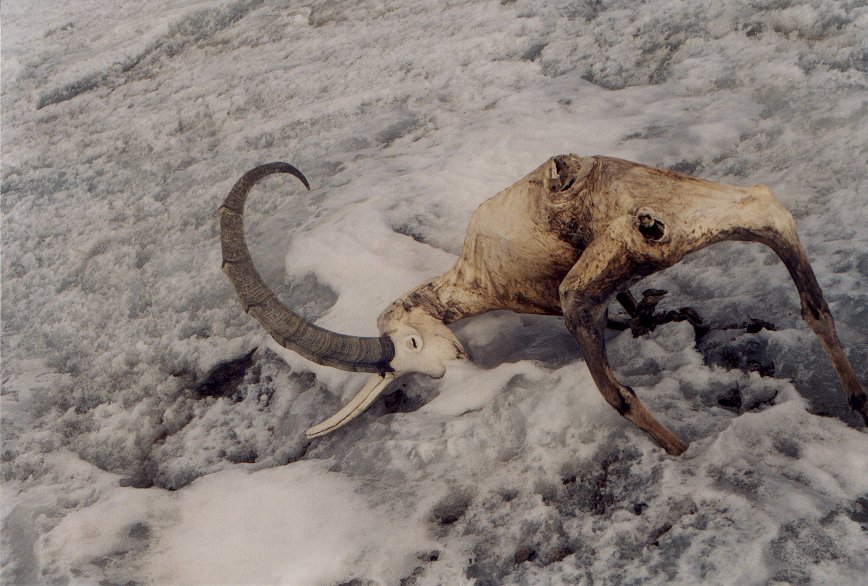 Ibex Photos